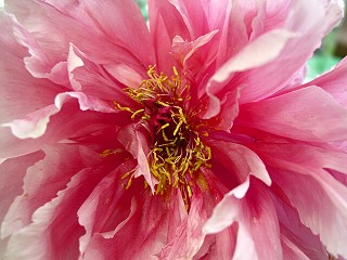 Closeup of one flower