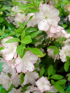 show flowers