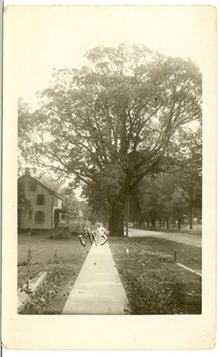 The Mickleton Oak